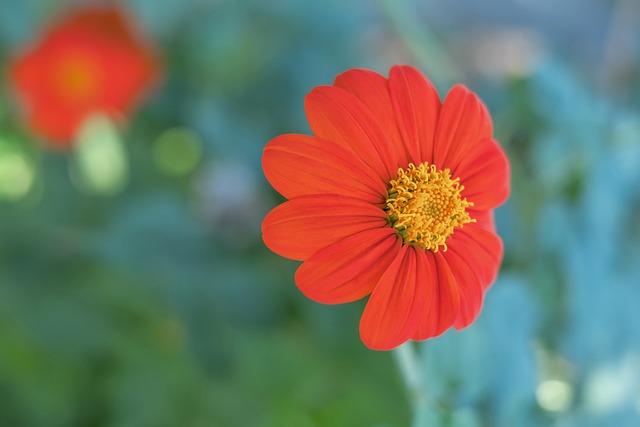 為中華隊鎖 為中華隊鎖